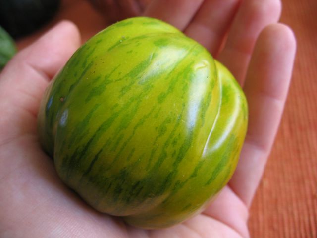 Green Bell Pepper - ripe