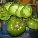 Green Giant - ripe cut
