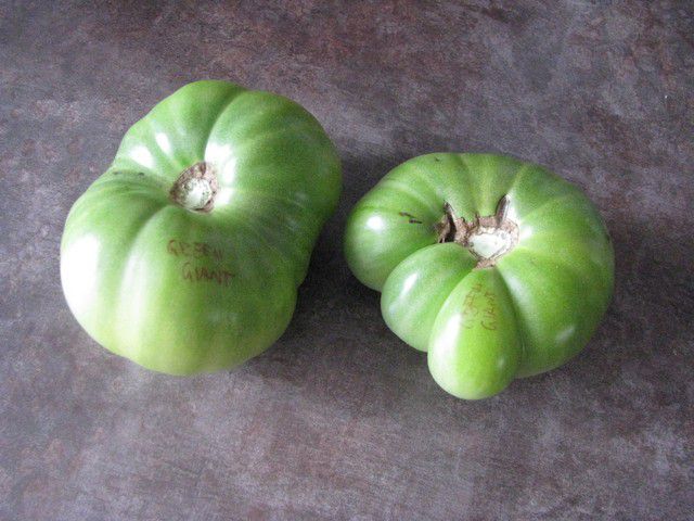 Green Giant - ripe