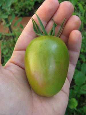Green  Velvet Plum / Rabanita - size