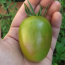 Green  Velvet Plum / Rabanita - size