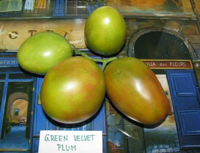 Green  Velvet Plum / Rabanita - ripe