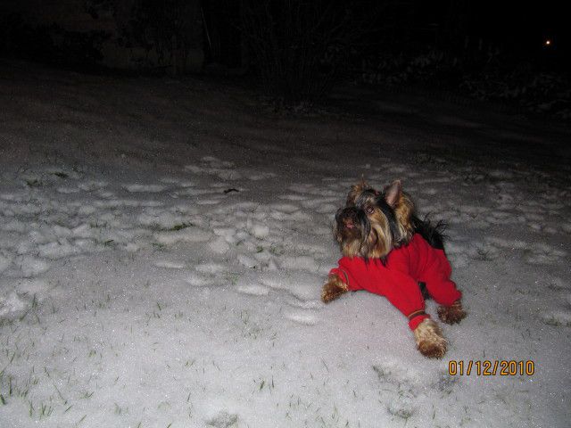 Snijeg1-2010 - foto
