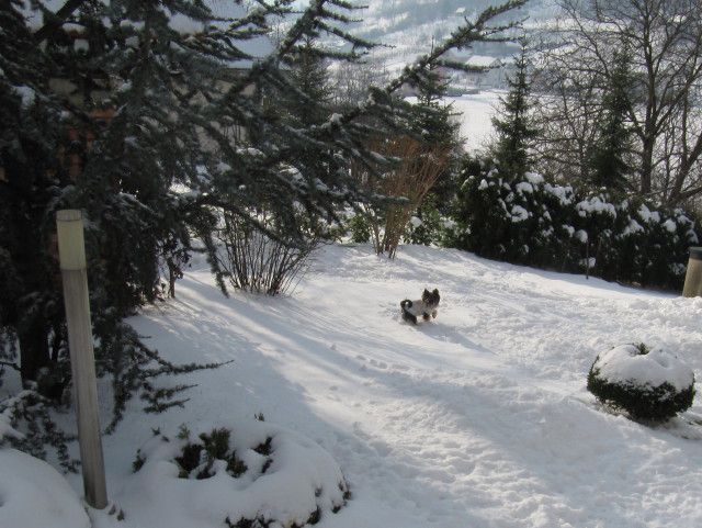Snijeg2-2010 - foto