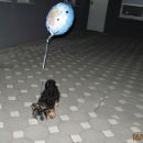 Ivica&Hugo2011