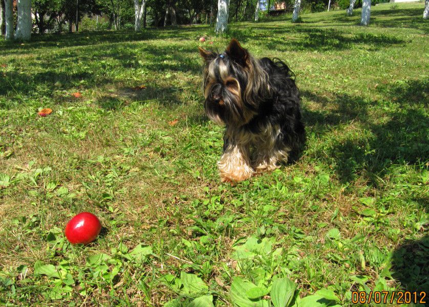 Bol7/2012 - foto povečava