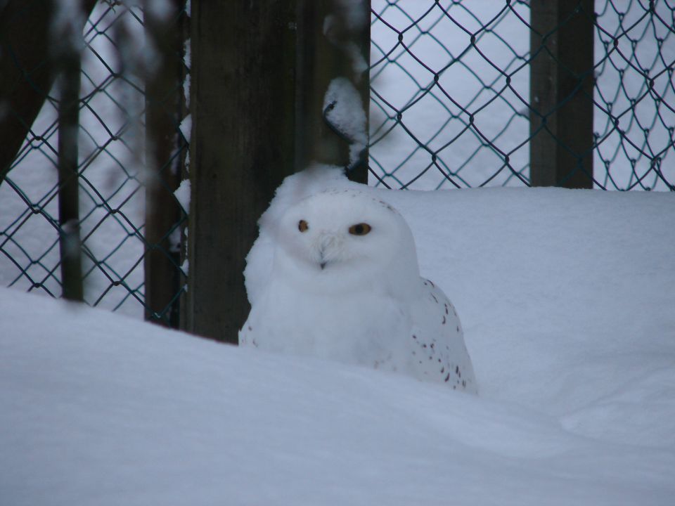 Ranua, Finska - foto povečava