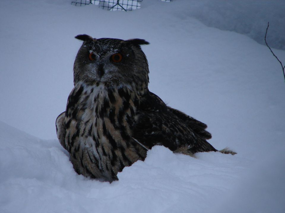 Ranua, Finska - foto povečava