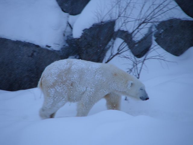 Ranua, Finska - foto