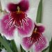 Miltonia Lawless Falls