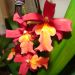 Odontoglossum Burrageara Stefan Isler