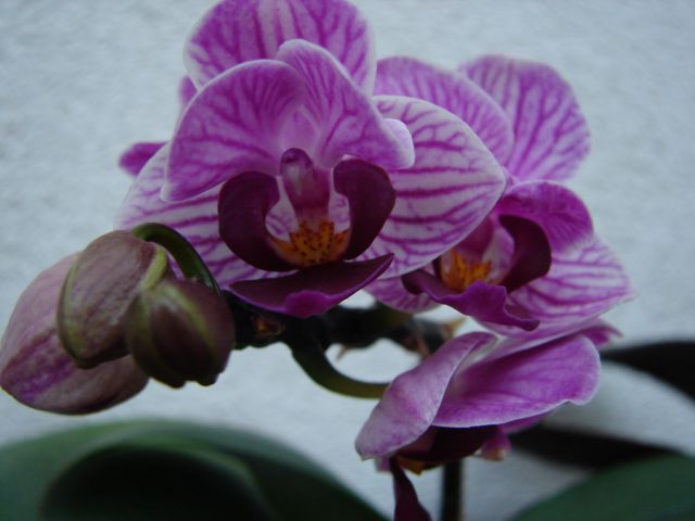 Phalaenopsis