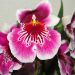 Miltonia Lawless Falls