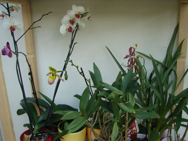 Orhideje mix