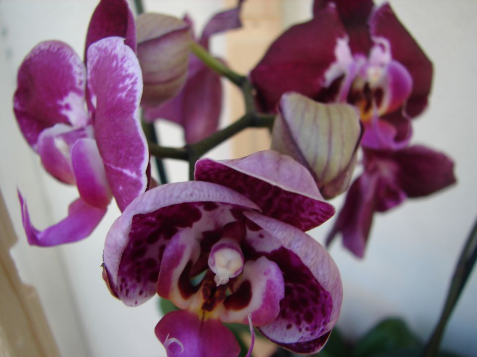 Phalaenopsis