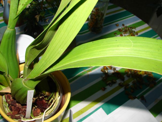 Brassia rex