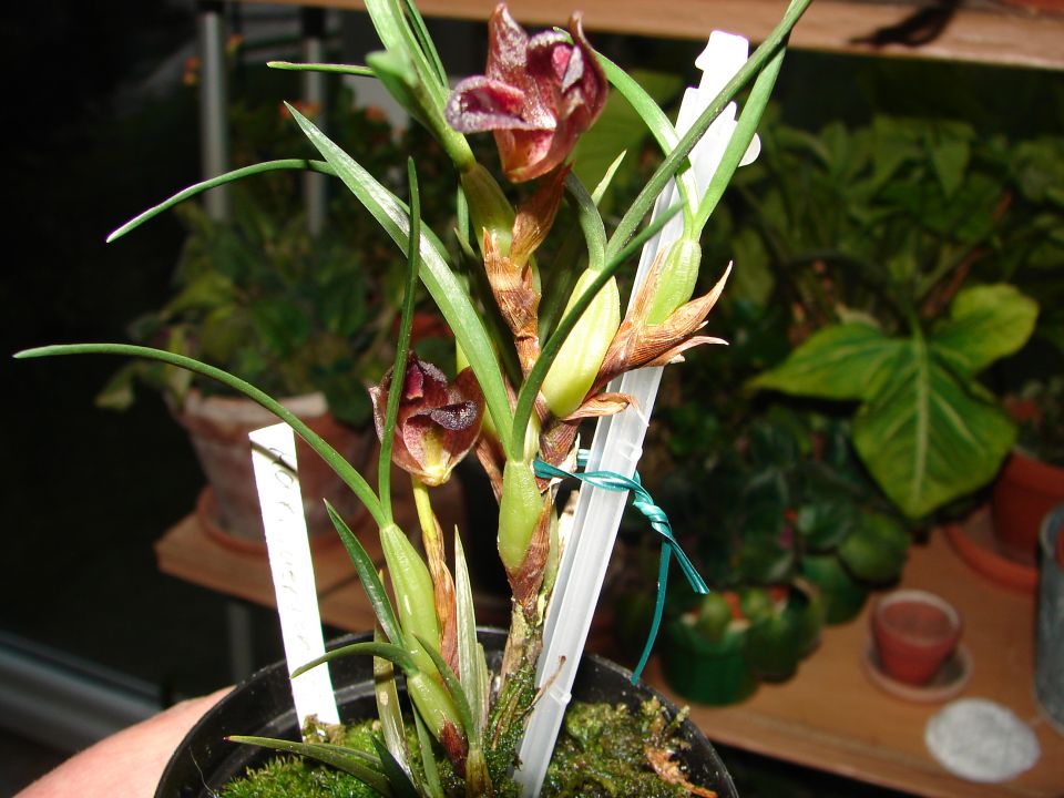 Maxillaria juergensis