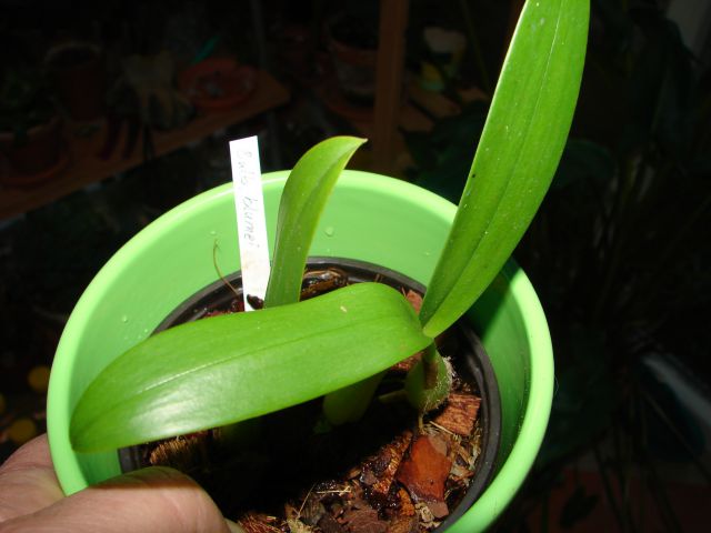 Bulbophyllum blumei