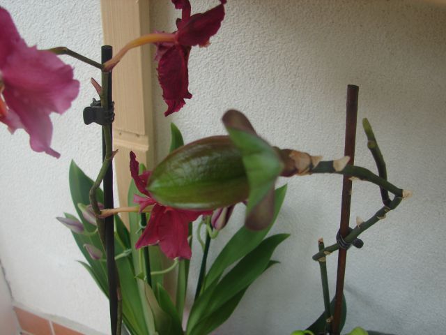 Keiki phalaenopsis
