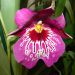 Miltonia Breathless