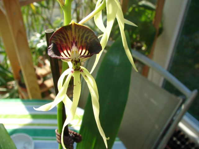 Epidendrum cochleatum