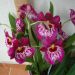 Miltonia Breathless