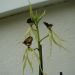 Epidendrum cochleatum
