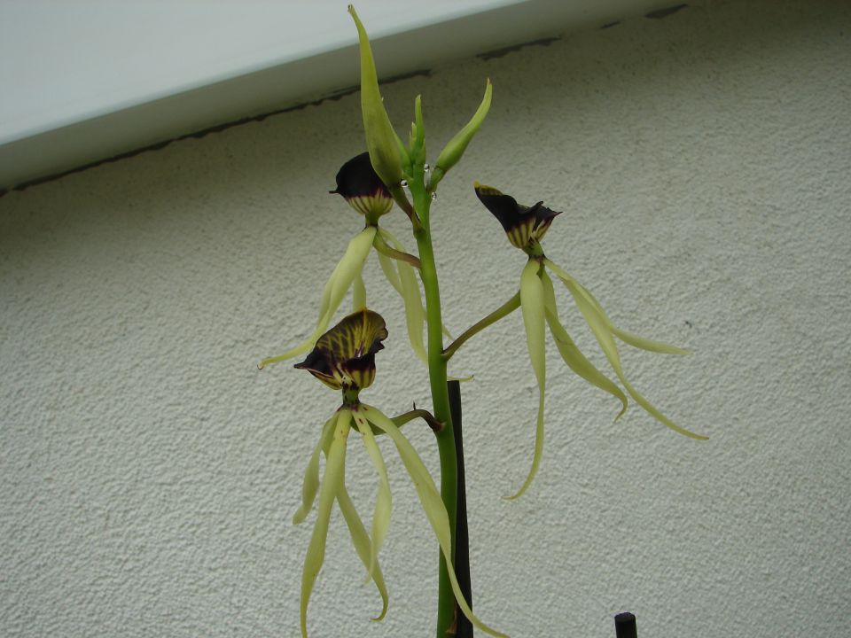 Epidendrum cochleatum