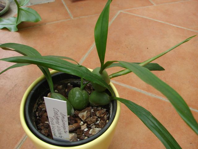 Coelogyne cristata