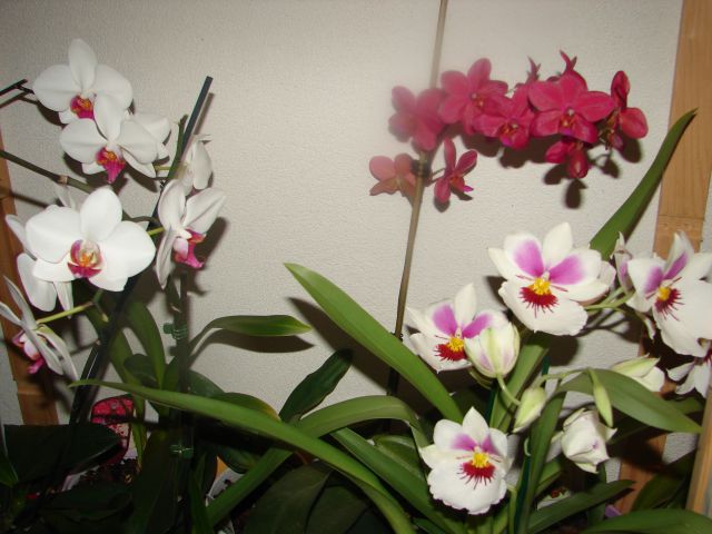 Orhideje mix