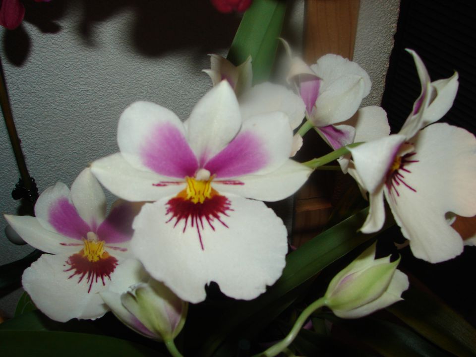 Miltonia