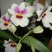 Miltonia