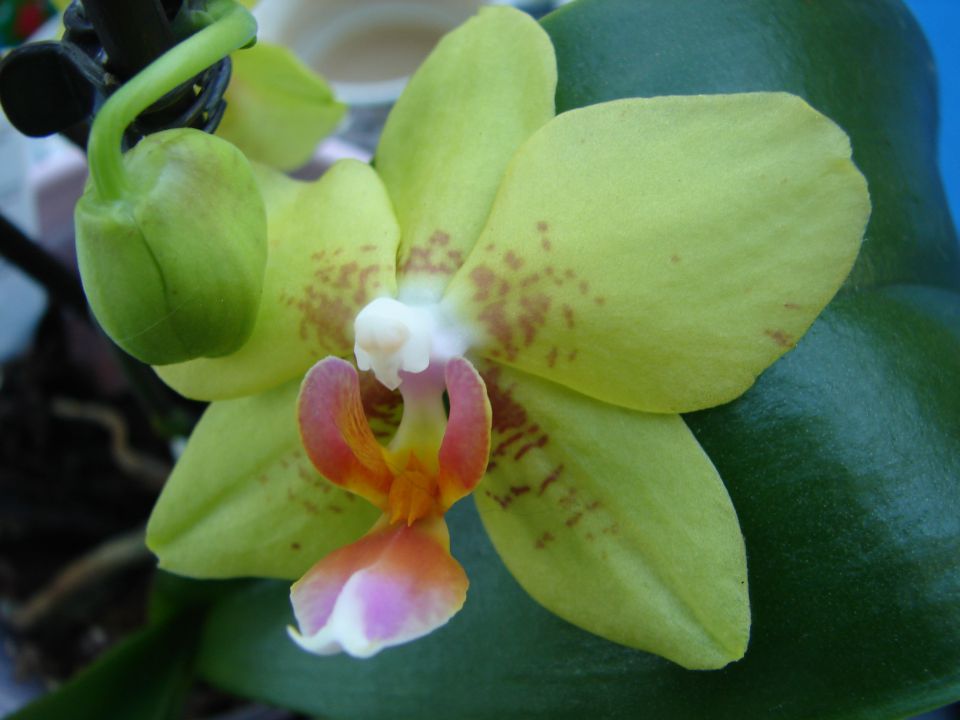 Phalaenopsis