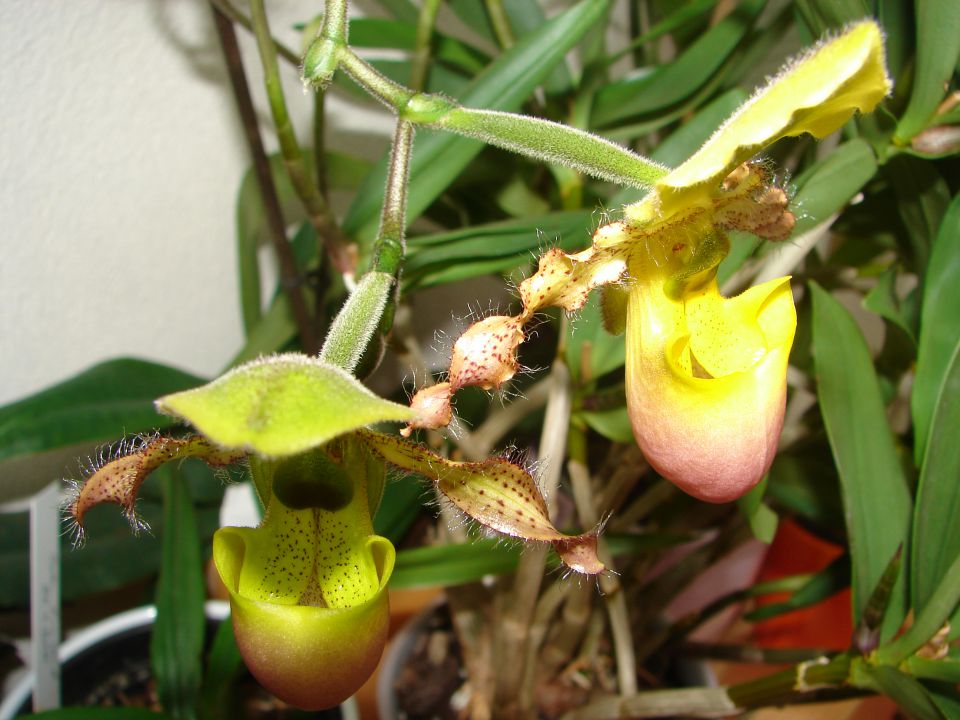 Paphiopedilum