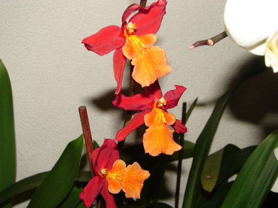 Moje orhideje - foto povečava