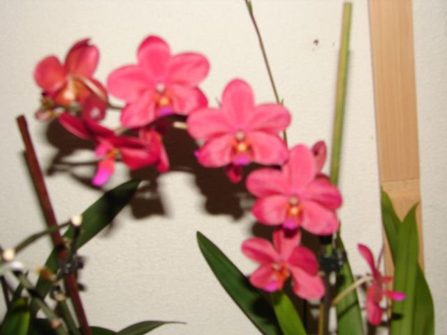 Moje orhideje - foto