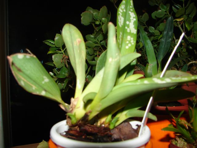 Maxillaria reichenheimiania