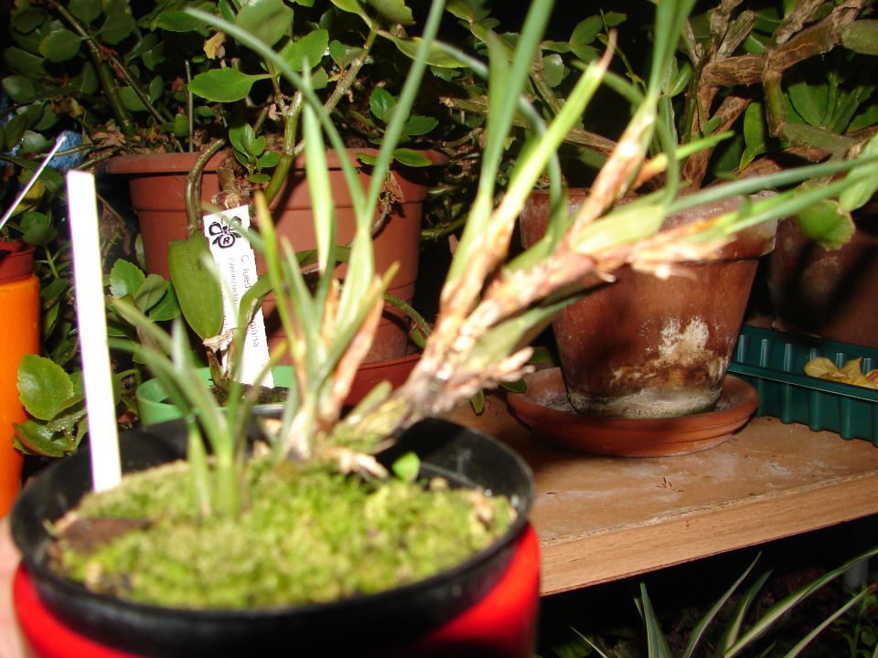 Maxillaria juergenensis