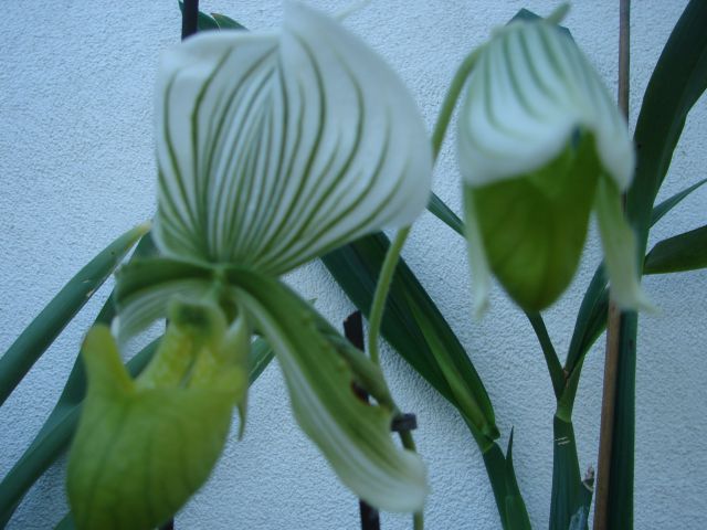 Paphiopedilum Maudiae