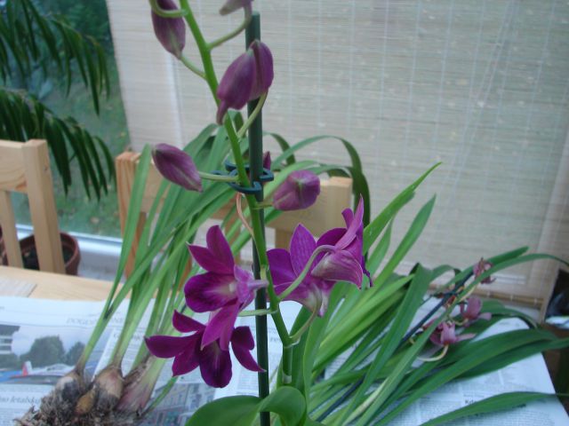 Moje orhideje - foto
