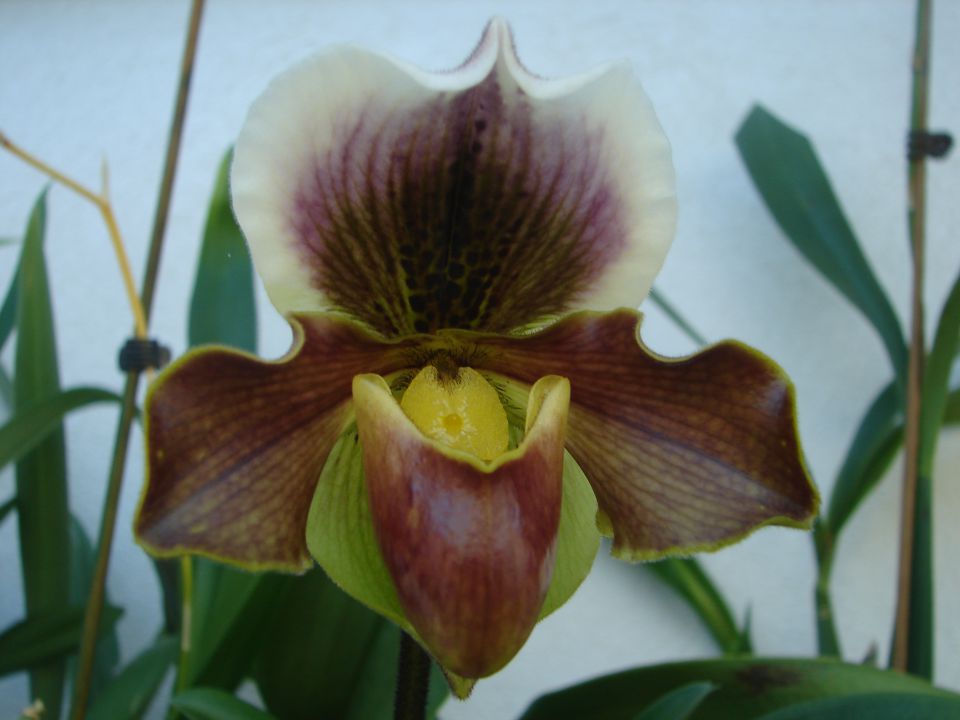 Paphiopedilum