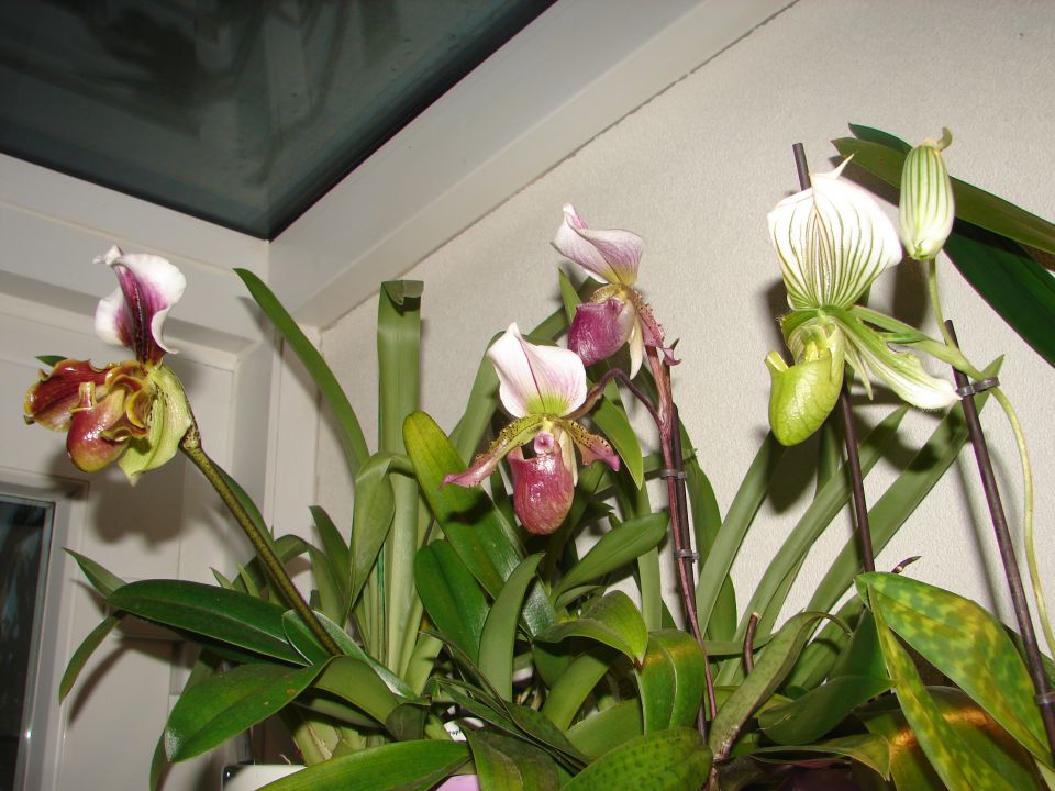 Paphiopedilum mix