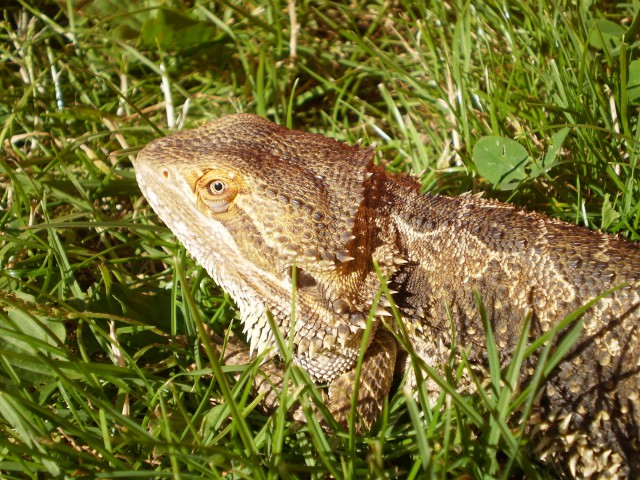 MIŠO (Bradata Agama) - foto