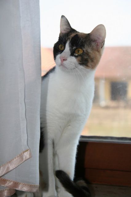 Mačke7 - foto
