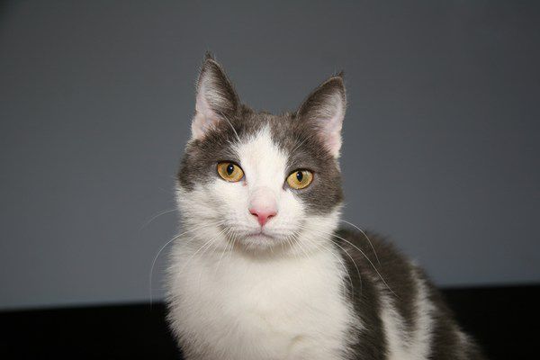 Mačke8 - foto