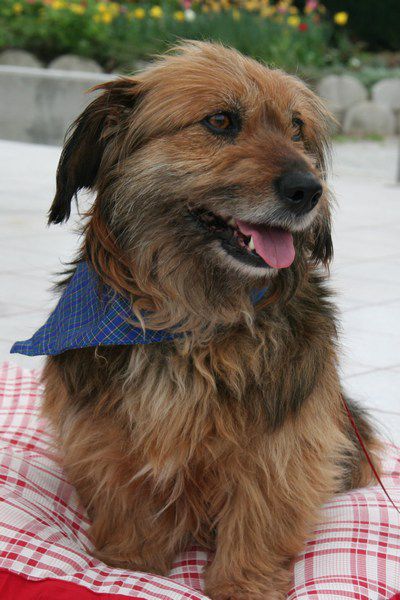 Kužki - foto