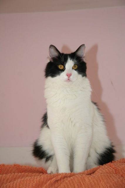 Mačke9 - foto