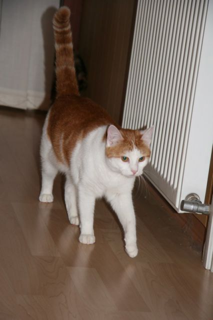 Mačke9 - foto