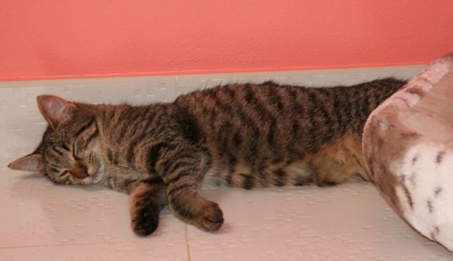 Muce drugih - foto