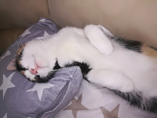 Slika